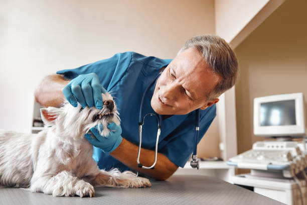 Best Emergency Root Canal Treatment in Rochester, NY